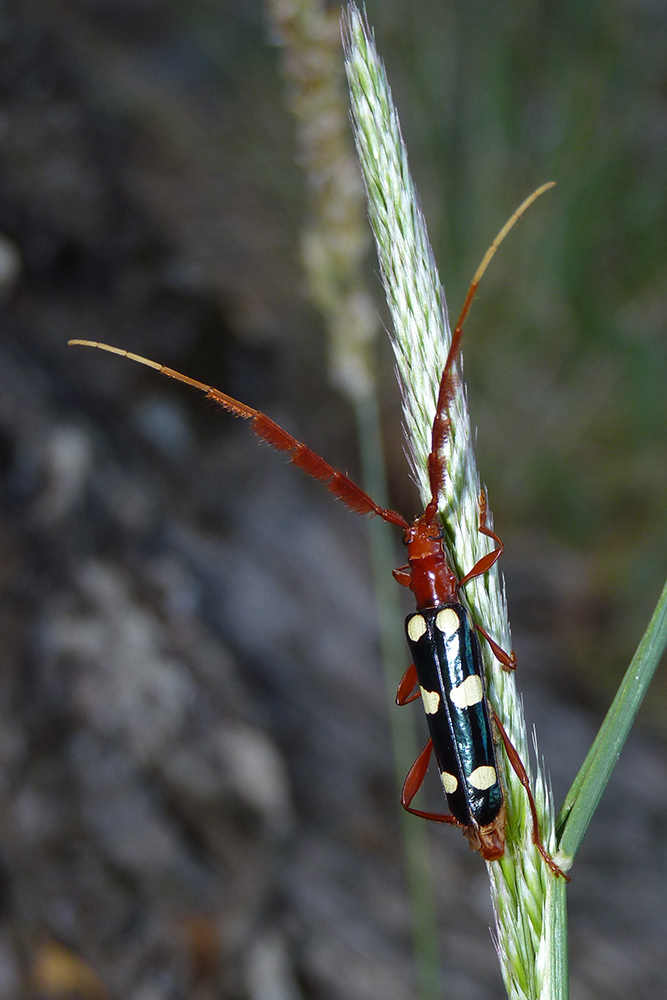 Achenoderus octomaculatus