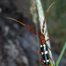 Achenoderus octomaculatus - Photo (c) Martin Arregui, some rights reserved (CC BY-NC), uploaded by Martin Arregui