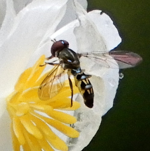 Toxomerus violaceus (Toxomerus violaceus)