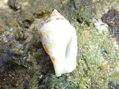 Maculastrombus maculatus