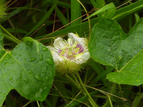 Passiflora vesicaria (Passiflora vesicaria)