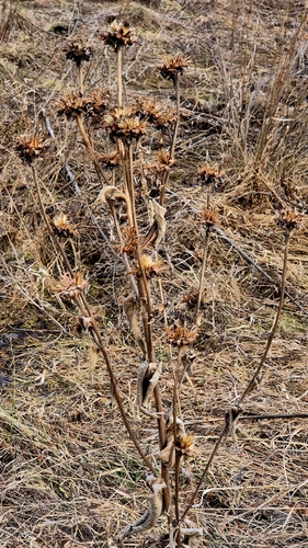 Elecampane (Inula helenium)