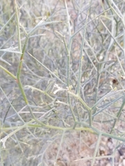Psorothamnus spinosus