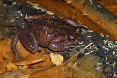 Olive Spiny-Chest Frog photo 2