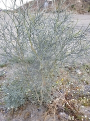 Psorothamnus spinosus
