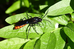 Elaphroptera