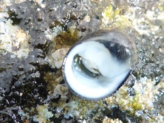 Nerita picea
