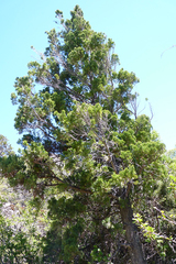 Austrocedrus chilensis