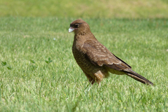 Daptrius chimango temucoensis