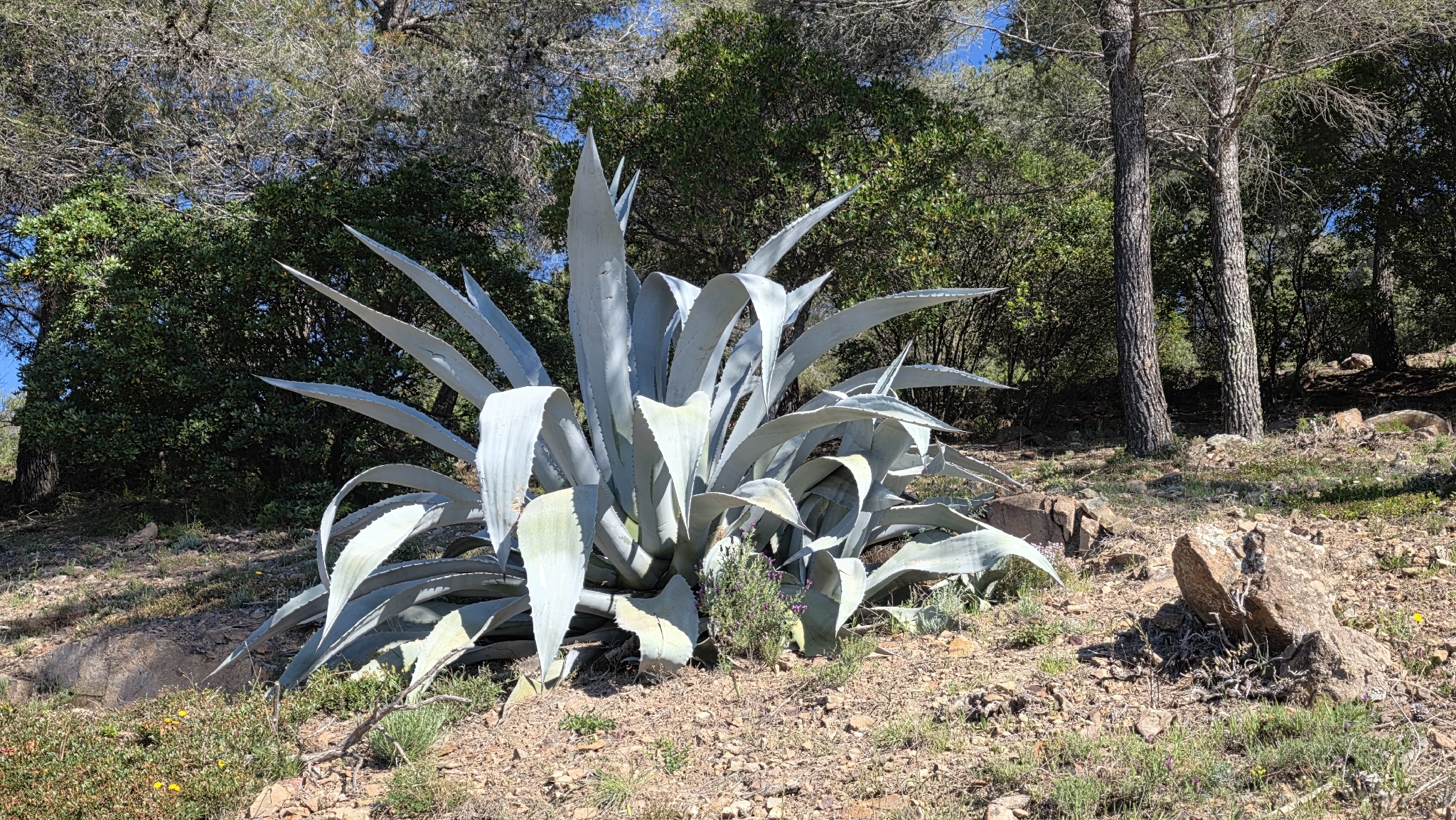 American Century Plant (Agave americana)