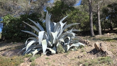 Agave Américain (Agave americana)