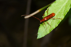 Chenoderus testaceus