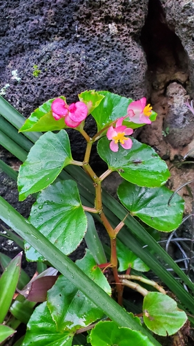 Begonia cucullata observed 2026-04-08