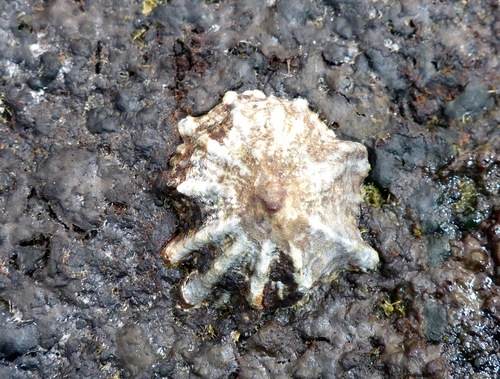 Siphonaria normalis observed 2017-02-21