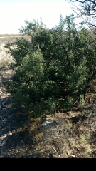 Condalia correllii