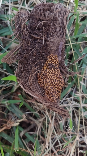 Pretzel slime mold