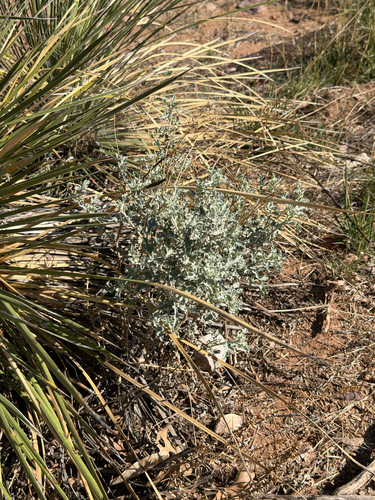 Mariola (Parthenium incanum)