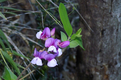 Lathyrus magellanicus