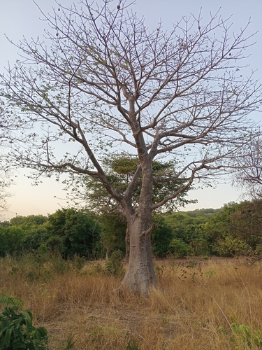 African baobab