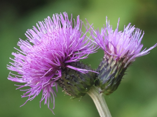 Melancholy Thistle (Cirsium heterophyllum)