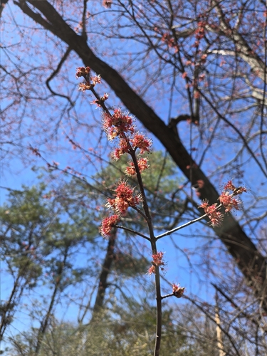 red maple (Acer rubrum)