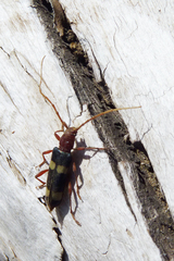 Maripanus quadrimaculatus