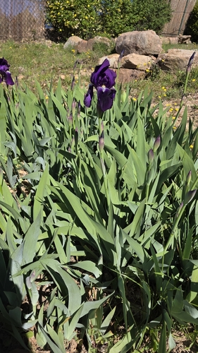 Bearded iris (Iris ×)