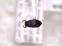 Xyletinus lugubris
