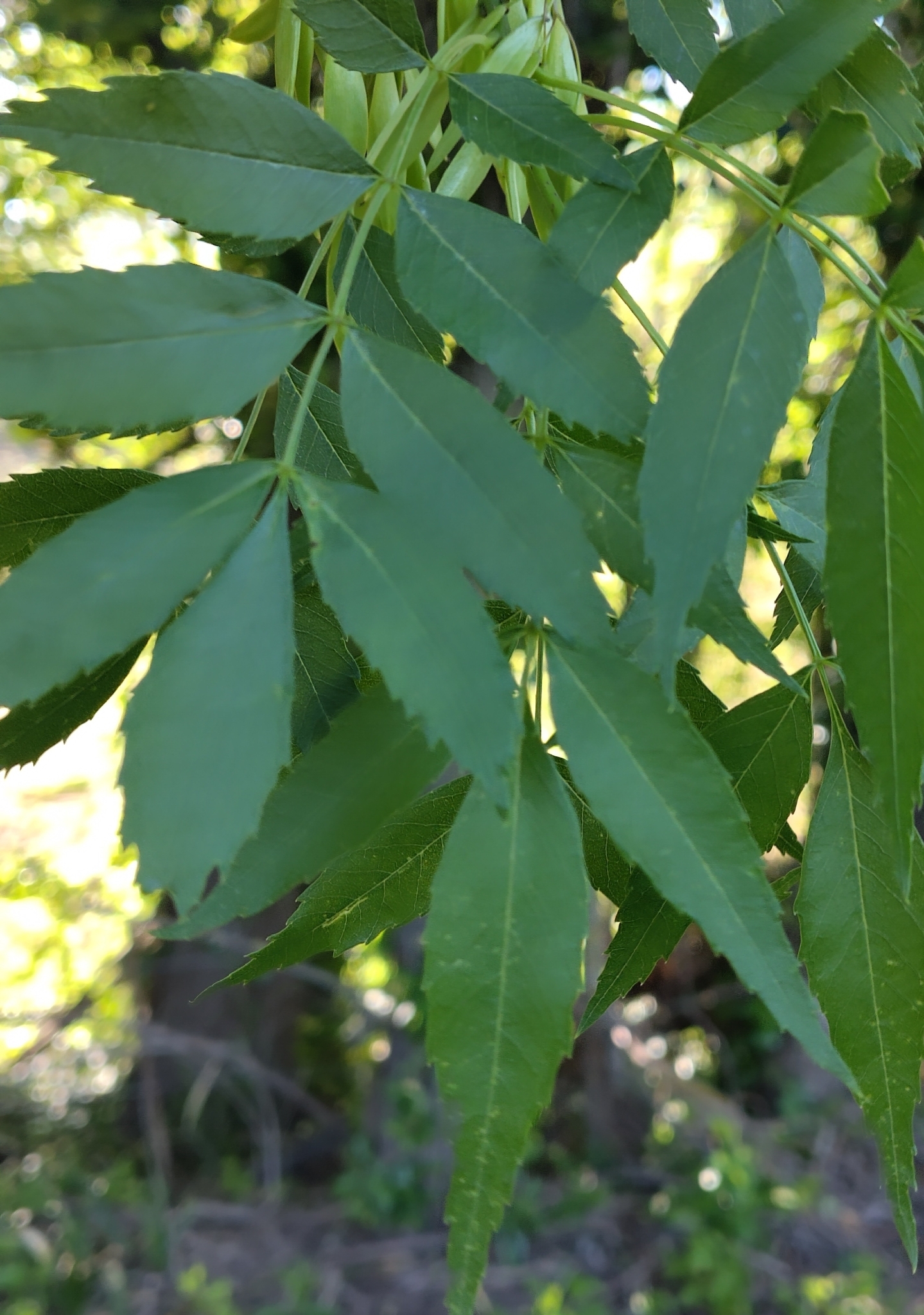Narrow-Leaved Ash (Fraxinus angustifolia)