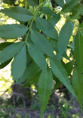 Le Frêne À Feuilles Étroites (Fraxinus angustifolia)