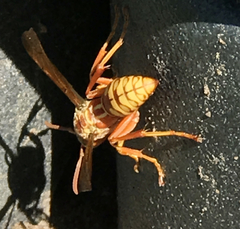 Polistes apachus texanus