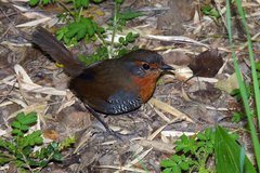 Scelorchilus rubecula