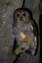 Strix rufipes