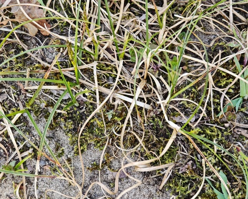 sand sedge (Carex arenaria)