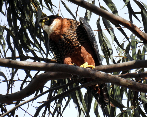 Orange-breasted Falcon