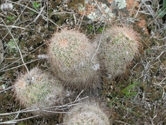 Echinocereus reichenbachii baileyi