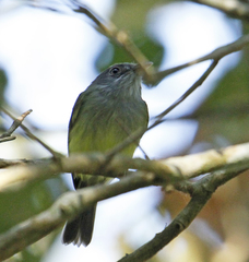 Oncostoma cinereigulare