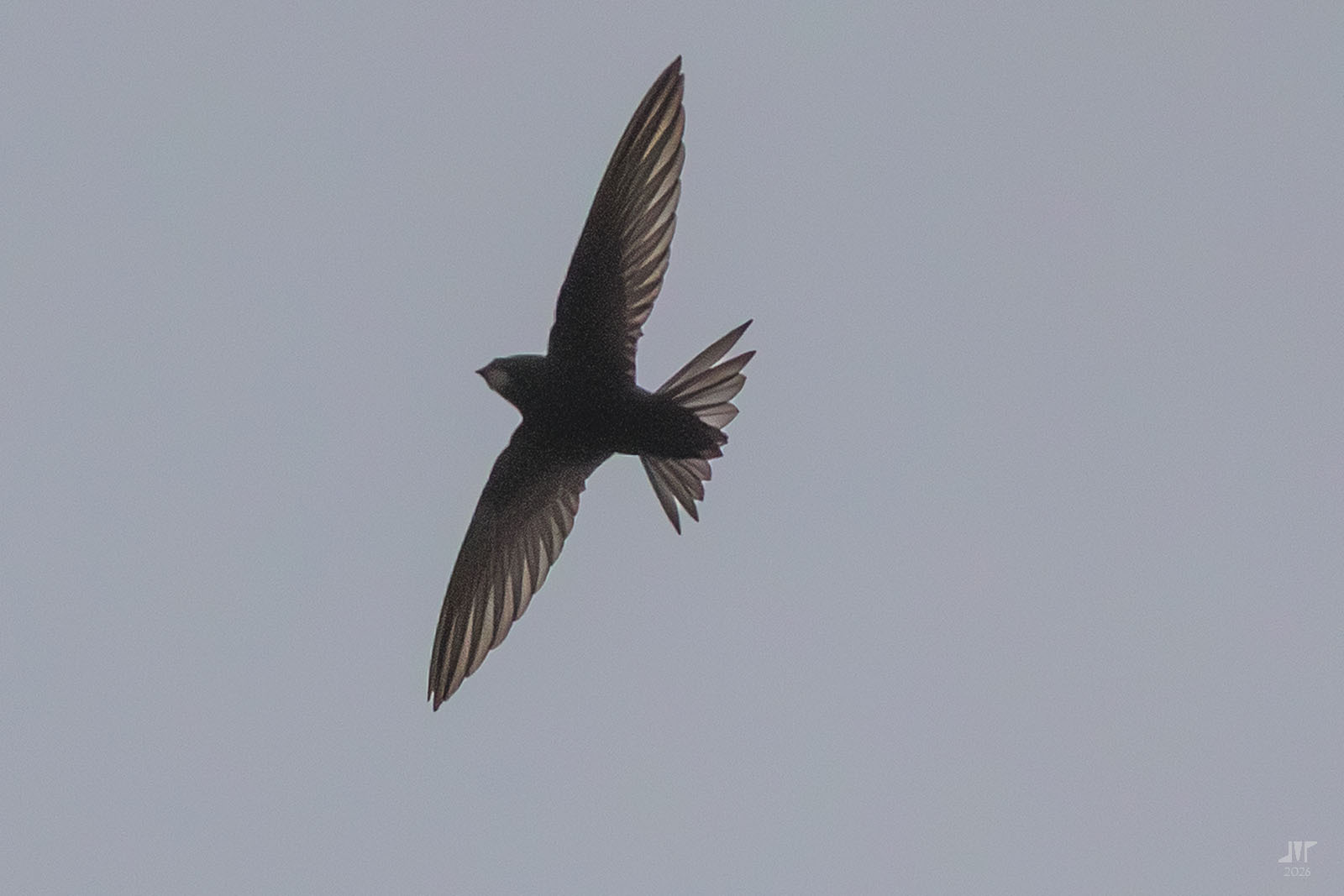 Apus apus (Linnaeus, 1758)