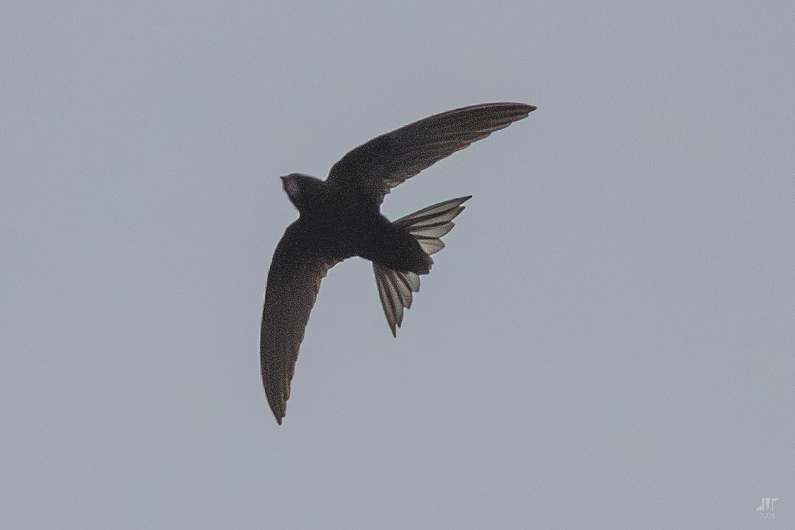 Apus apus (Linnaeus, 1758)
