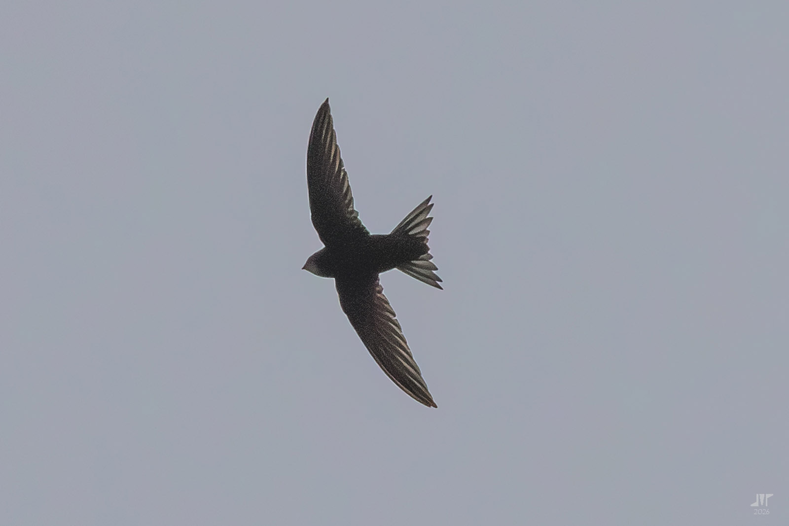Apus apus (Linnaeus, 1758)