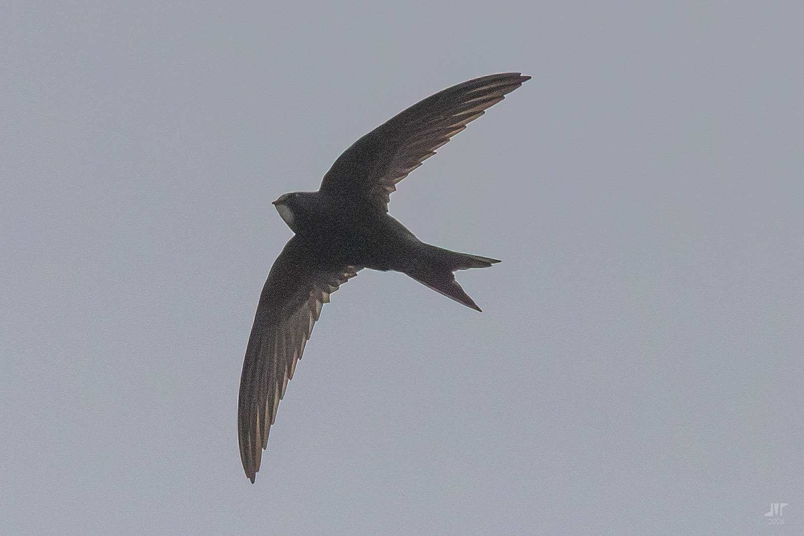 Apus apus (Linnaeus, 1758)