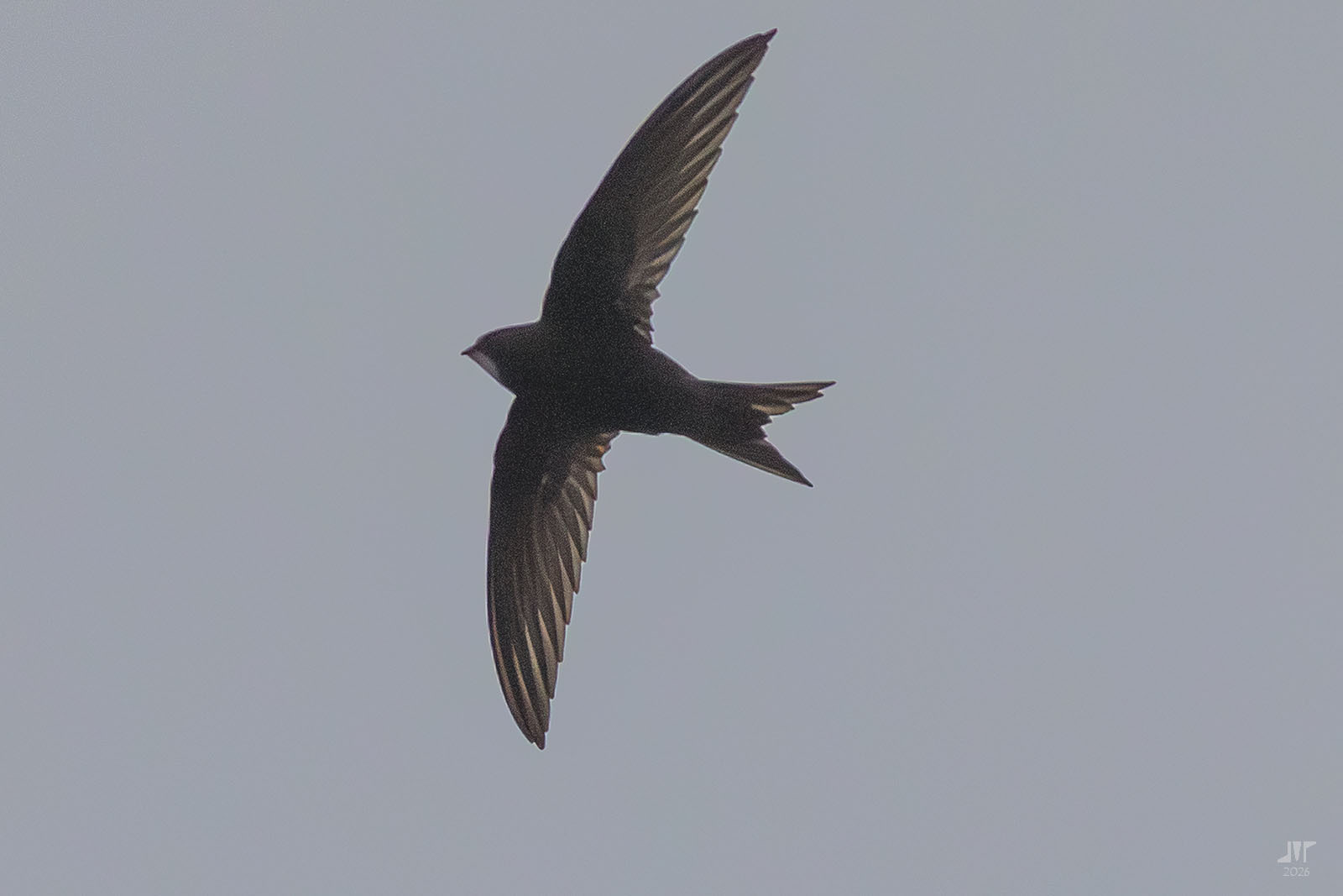 Apus apus (Linnaeus, 1758)