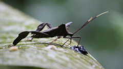 Acanthocephala pittieri