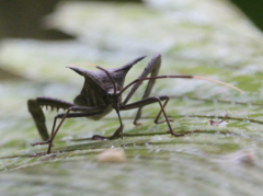 Acanthocephala pittieri