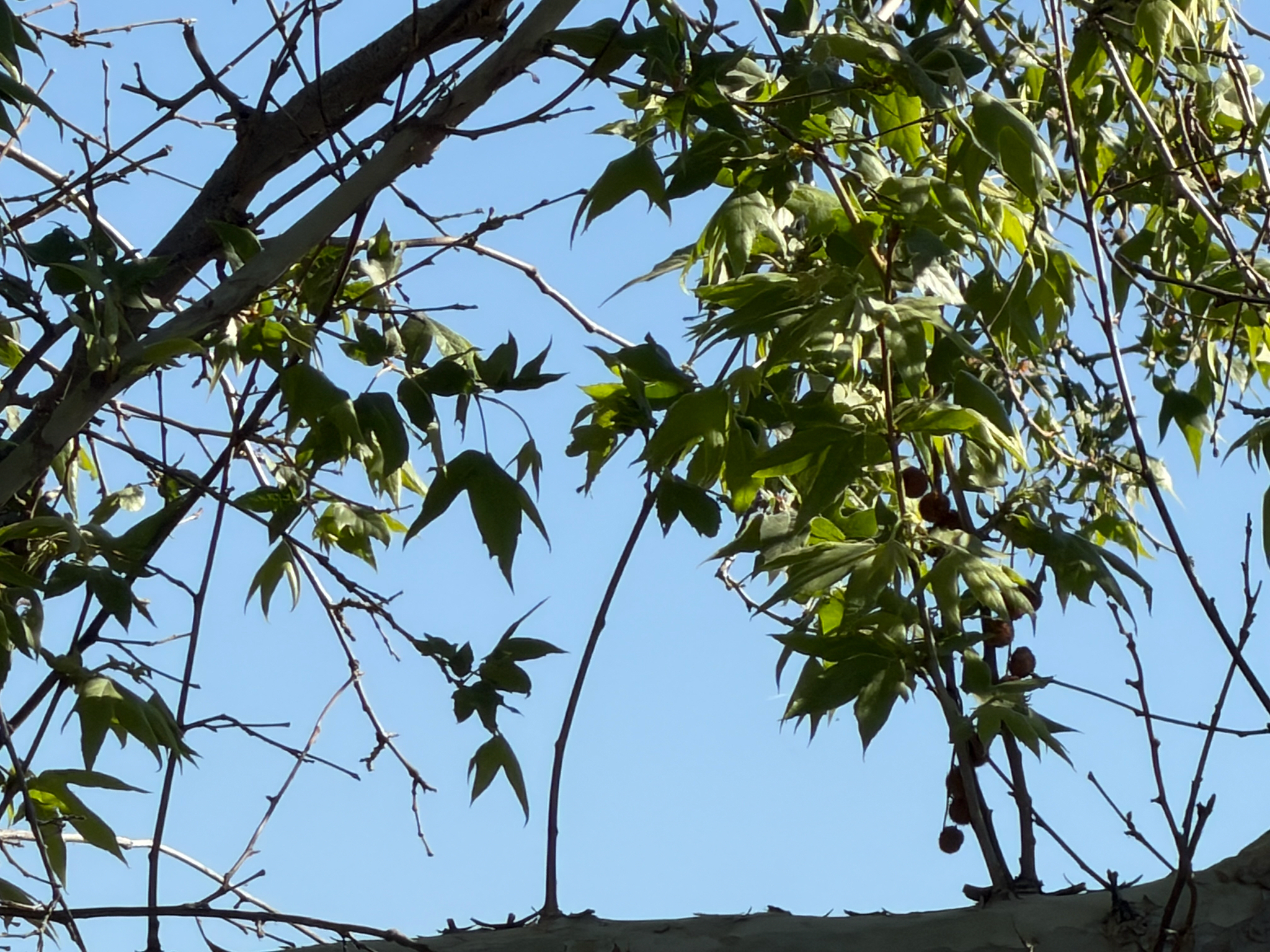 Arizona Sycamore (Platanus wrightii)