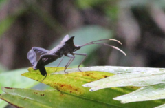 Acanthocephala pittieri