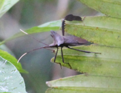 Acanthocephala pittieri