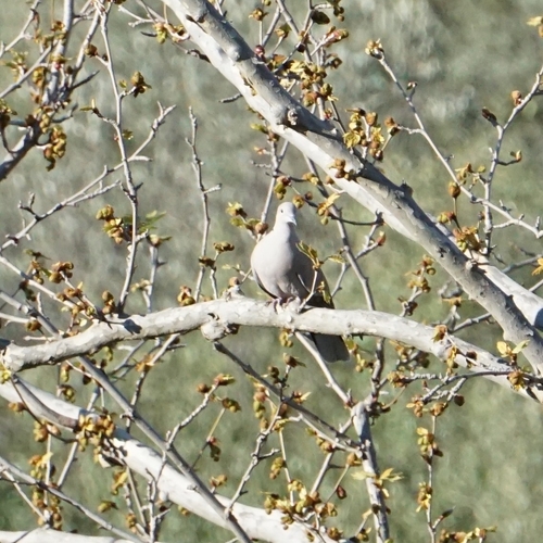 Eurasian Collared-Dove
