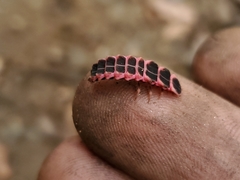 Microphotus angustus