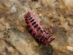 Microphotus angustus